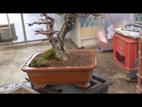 IUCN分類における絶滅の危険性を示す図。