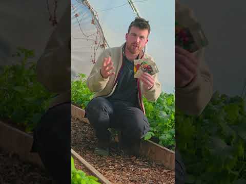 Hold Off! Don't Plant Tomato Seeds Too Soon