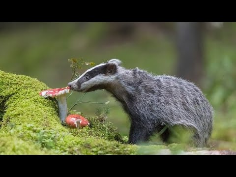 Der Dachs   Wendige Jäger
