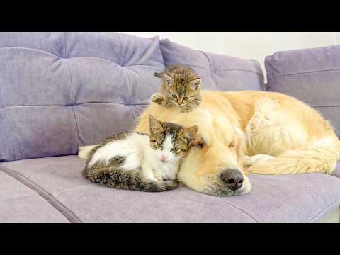 YouTube 썸네일