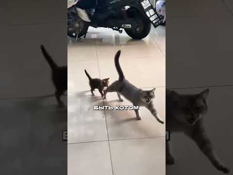 КОШКА Показывает Котёнку, как Жить Эту Жизнь
