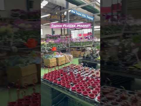 1/9 Flower Market in Taiwan💐🌹🌻🌸 帶你逛三峽花市 #taiwan #newtaipeicity #flowermarket #flowers #garden