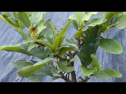 ( 03/10 ) Mai vàng chơi Tết - Clip xả hàng giá rẻ sập sàn  - 50k 1 cây .