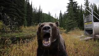 Smithers, release the Hounds....