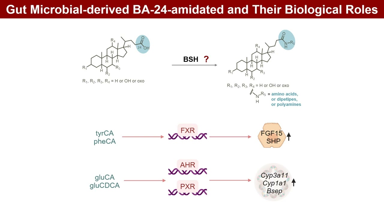 iMeta | Novel microbial modifications of bile acids and their functional implications
