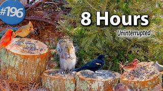 TV for Cats 😻 8 Hours of Birds 🐦 and Squirrels Uninterrupted Cat TV