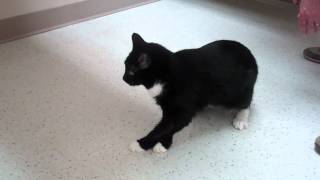 preview picture of video 'Laser Therapy on lame feline at Bakerstown Animal Hosptial Part 2'