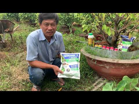 Nấm Trichoderma Rắc Gốc Cây Mai Xử Lý Nấm Tuyến Trùng Về Rễ Và Keo Liền Da Cây Cty Hoàng Kim