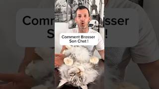 Comment brosser son chat ? #cat #pets #petshop #mainecoon #conseils #toilettage