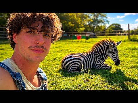 Why I Farm Zebras for Meat (Big Ounce Dies)