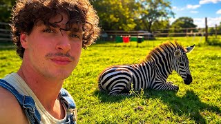Download lagu Why I Farm Zebras for Meat (Big Ounce Dies) mp3