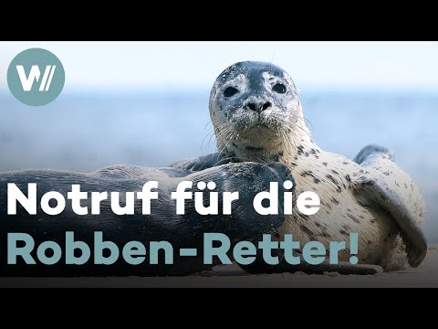 Robbenbabys der Nordseeküste: Süß - aber bitte nicht anfassen!