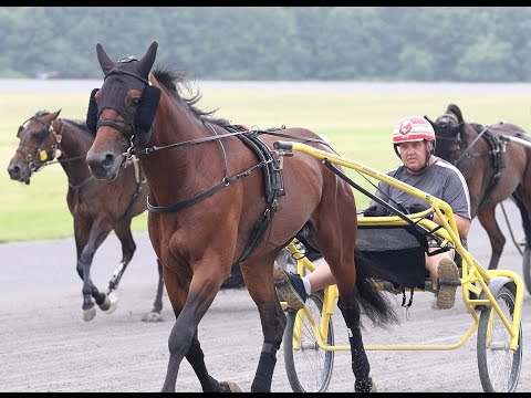 2016 Hambletonian Contenders