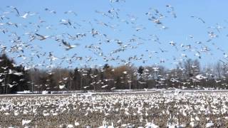 preview picture of video 'Big Snow Goose flock swirling around field.'