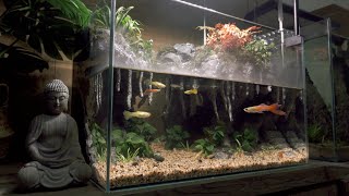 Guppy Aquaterrarium l Betta Snail Frog Aquascape