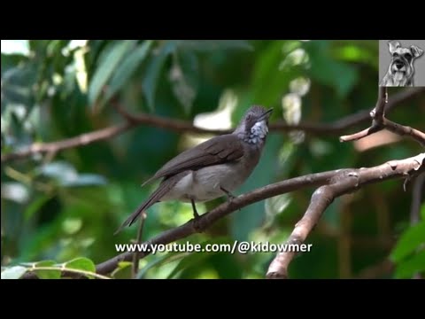 Bulbul popolavý (Hemixos cinereus) — správanie, biotop a hlas