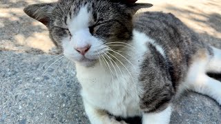 喉を鳴らし続けて喜んでくれる人懐っこくてかわいい猫ちゃん