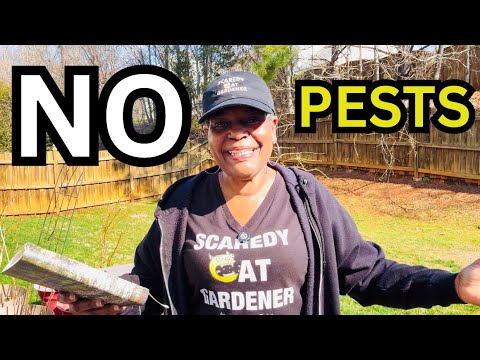 Everything I’m Planting in Containers: The Bodyguards, The Hacks, & The 2026 List