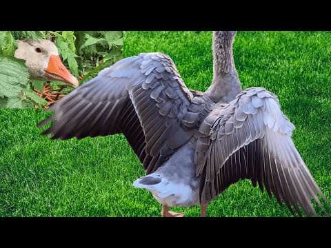 Athena the Goose’s Messy Molt | Scruffy and Dramatic Feather Transformation!