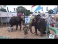 Asian And African Elephant Were Dancing