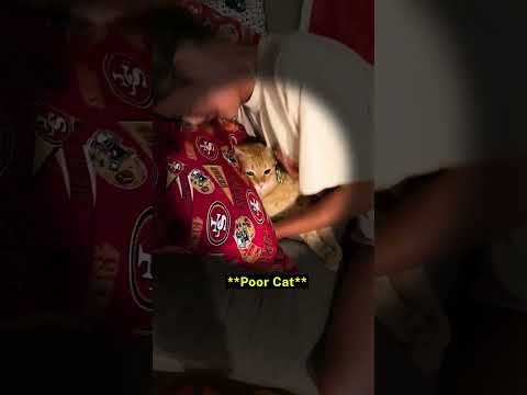 Poor Cat Got Bullied 😿😂