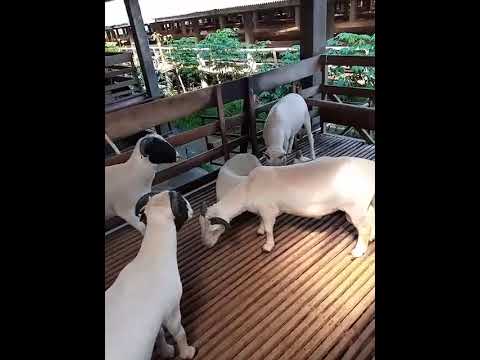 Domba dorper persilangan Afrika Garut F1. #Shorts