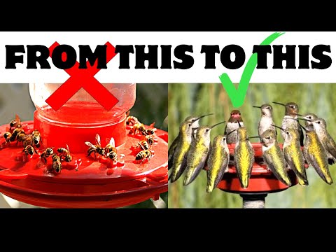 How to REDUCE & ELIMINATE Yellow Jackets/WASPS on your Hummingbird Feeders.