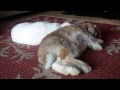 Bunny Flops