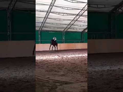 brykanie #horse #horseriding #jazdakonna #kon #konie #końskie