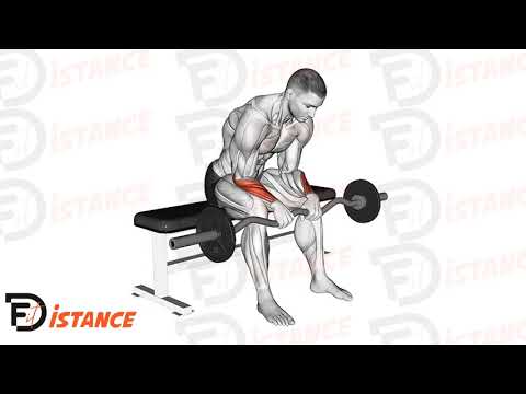 Exercice Flexion des poignets assis à la barre EZ