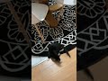 Tuxedo Kitten Kitty Cat Finds Tail For The First Time