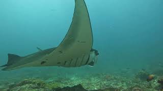 Flying Manta Bali Oct 2024