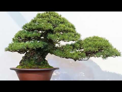 Japan Bonsai Exhibition 2023 part 15