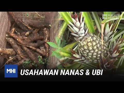 , title : 'Usahawan Nanas & Ubi | MHI (19 Januari 2021)'