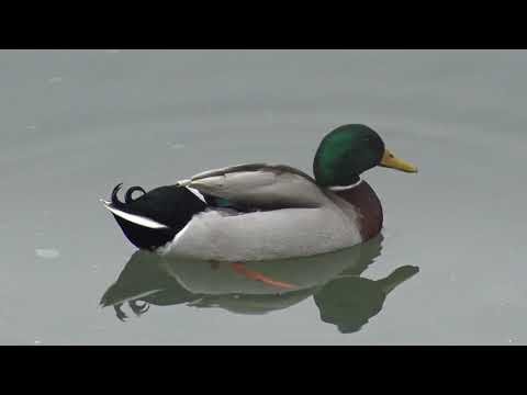 LE ANATRE DI GERMANO NEL LAGHETTO.  SAB. 23 - 2 - 2019