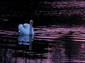 Nightnoise - The Swan