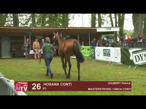 Sprinter Sacré Show 2019 : Lot 26 - HOSANA CONTI