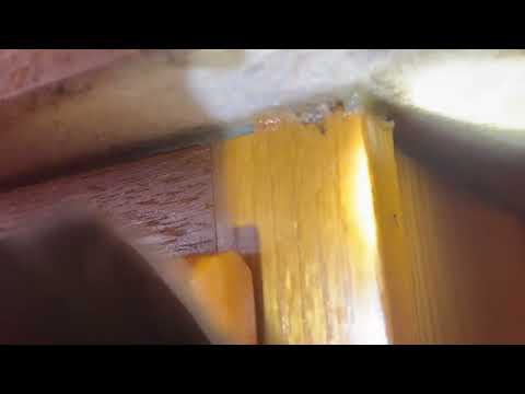 Ants Coming from Underneath the Kitchen Counter in Port Monmouth, NJ