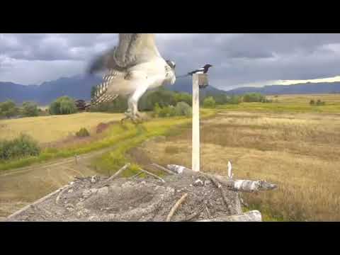 A fresh magpie, 9/22/18 - Charlo osprey nest