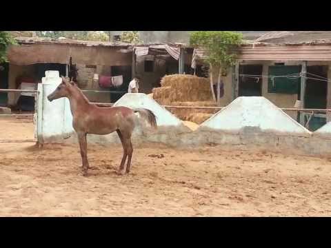 Mansour AM 23 May 2013