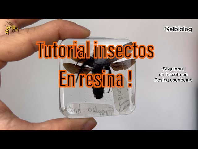 Vídeo relacionado con OSOLADY Espécimen de Insecto Paleontológico de Resina Ligero y Portátil para Decoración Paleontológica de Insectos en Enseñanza y Hogar
