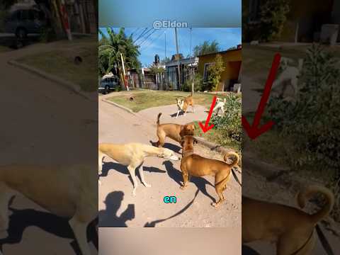 Este perro tiene un autocontrol increíble.  #perros #animales