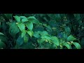 Love For Butterflies Full HD Dolby Digital 5 1 Audio