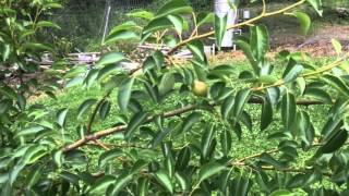 Orchard Walkthrough 2015 06 17