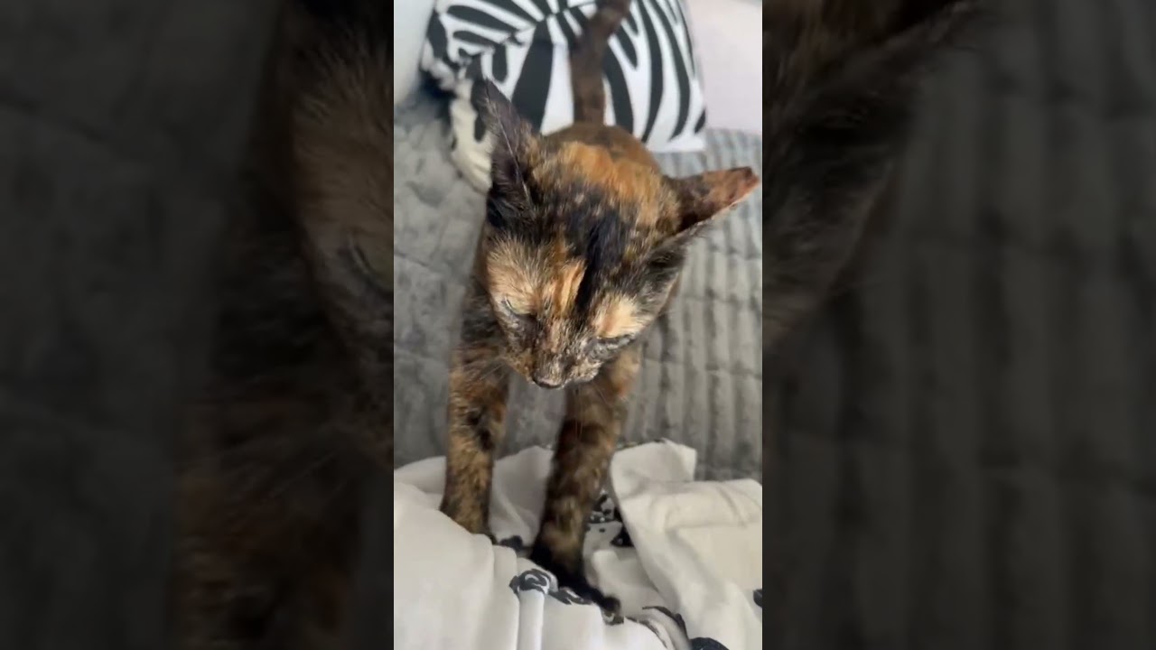 Enlarge Daisy, a Adoptable Domestic Short Hair in Columbia, SC video 6/6