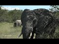 Have you ever seen elephant bulls having a tussle?