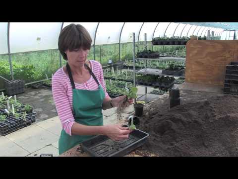 How to divide Auriculas