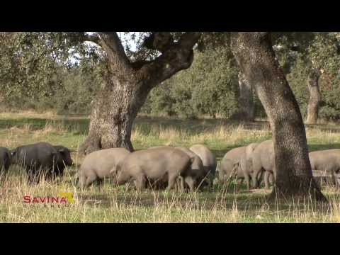 Savina Gourmet. Health, Life and Nature