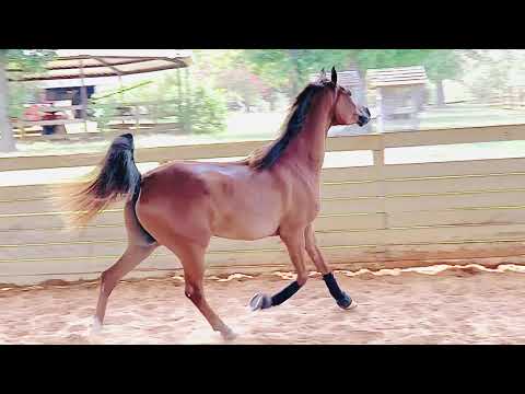 Baakari - US Reserve National Champion