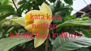 Download lagu kata kata netizen buat kacang lupa kulitnya mp3